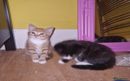 Mixed Breed cats for sale: 3 males kittens looking for furever homes - Image 2