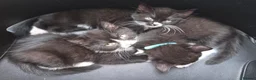 British Shorthair cats for sale: Gorgeous BSH cross Black & White Kittens  - Advert 9