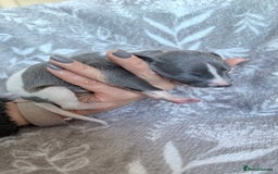 Whippet dogs for sale: OUTSTANDING PRESTIGIOUS LAGUNA BLUE WHIPPETS! KC - Image 5
