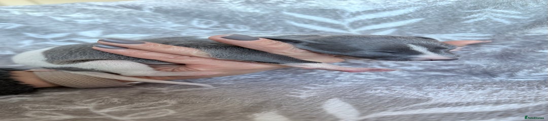 Whippet Puppy 8