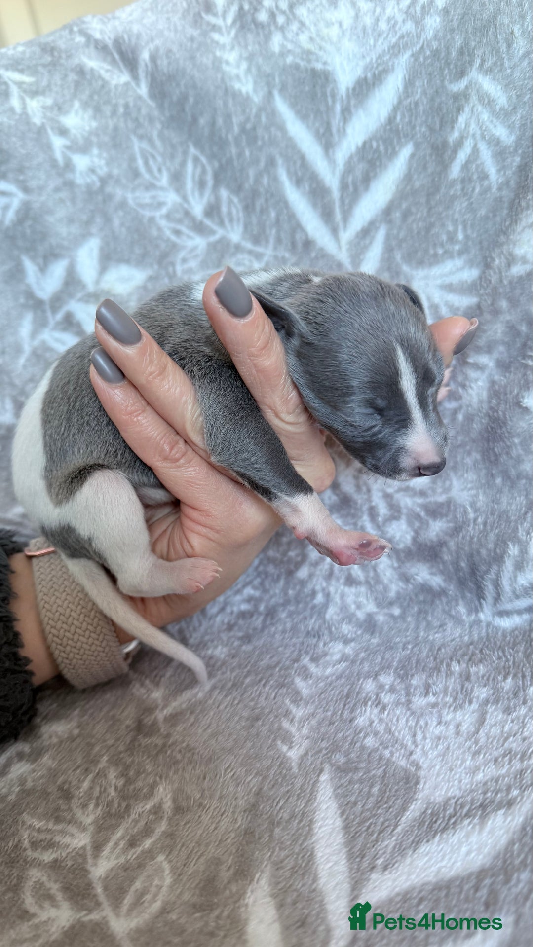 Whippet dogs for sale: OUTSTANDING PRESTIGIOUS LAGUNA BLUE WHIPPETS! KC - Image 5