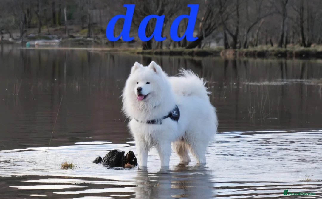 Samoyed dogs for sale: A beautiful little Samoyed girl for sale in Ashbourne - Advert 29