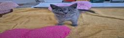 British Shorthair cats for sale: Ready! GCCF parents with champions in line,BSH - Advert 11