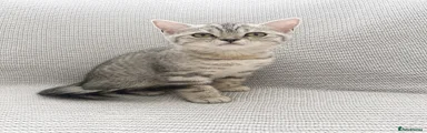 British Shorthair 3