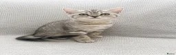 British Shorthair cats for sale: Only three BSH left  - Advert 3