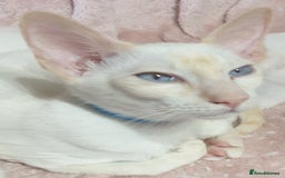 Siamese cats for sale: GCCF Traditional Red and Chocolate Point Saimese  in Darwen - Image 30