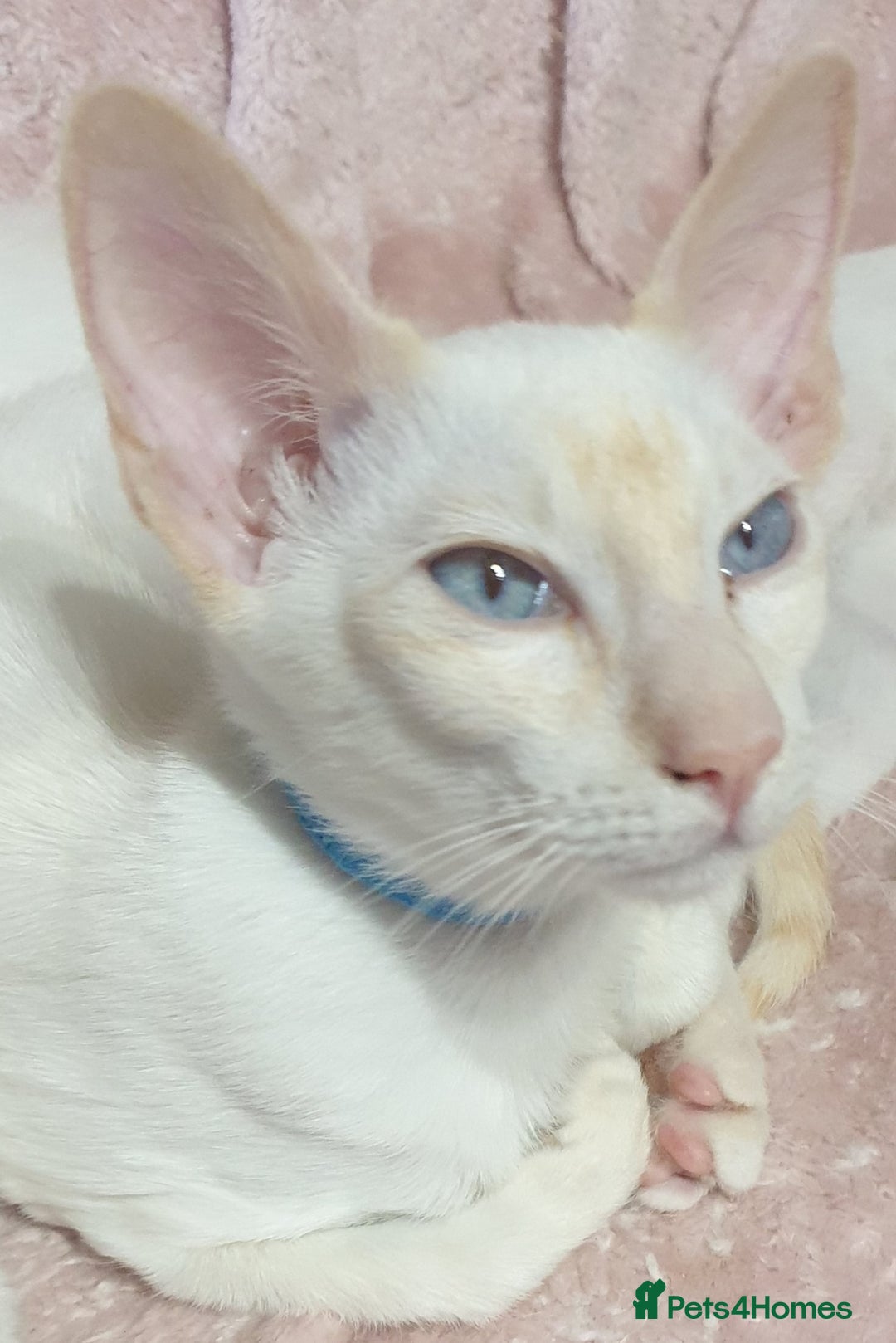 Siamese cats for sale: GCCF Traditional Red and Chocolate Point Saimese  in Darwen - Image 30