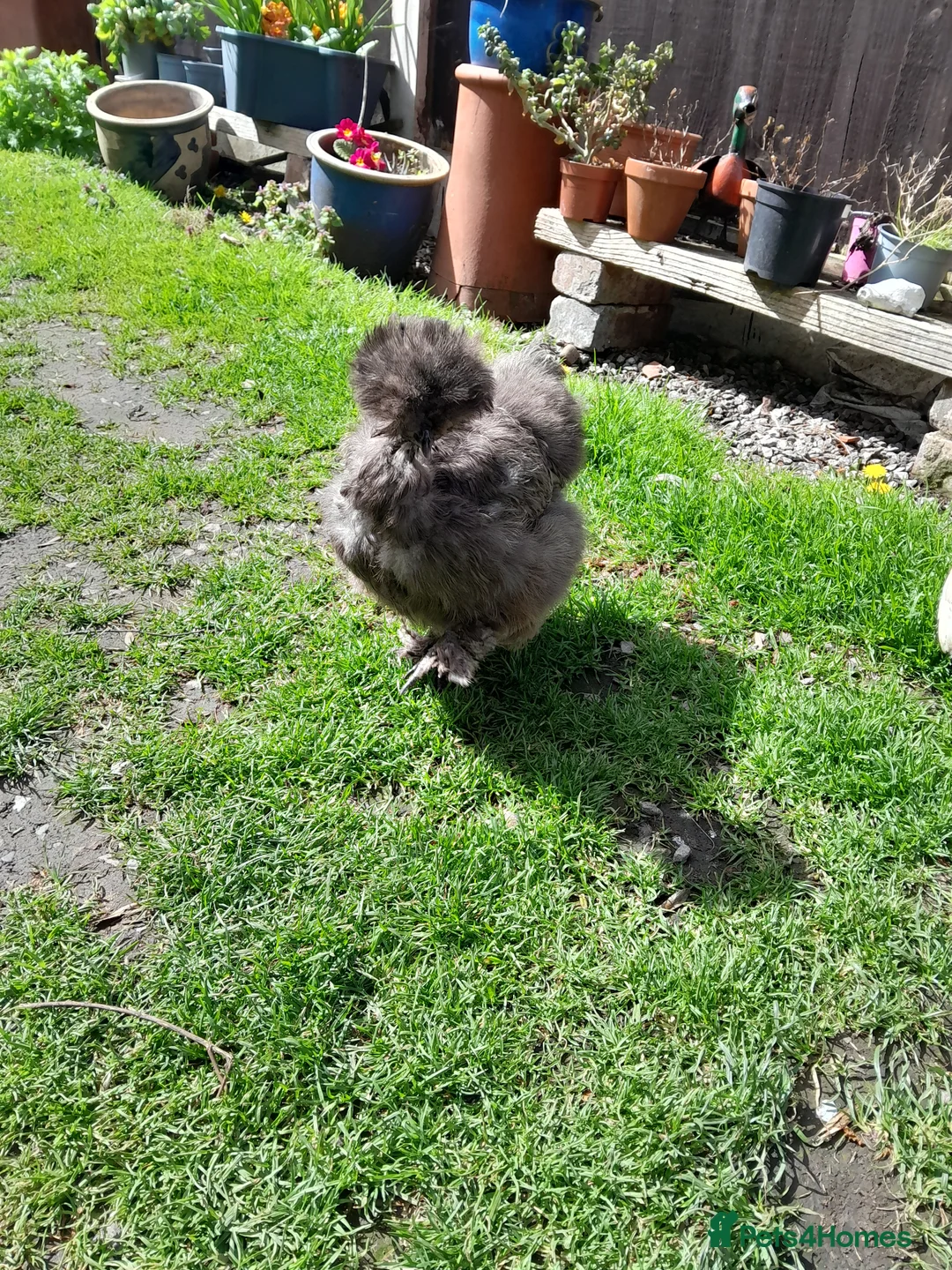 Chickens poultry for sale: Two beautiful friendly showgirl chickens in lay - Advert 5
