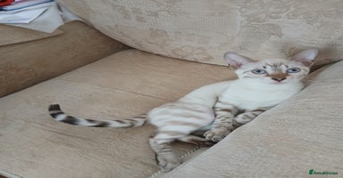 Bengal cats in Warminster - Advert 5