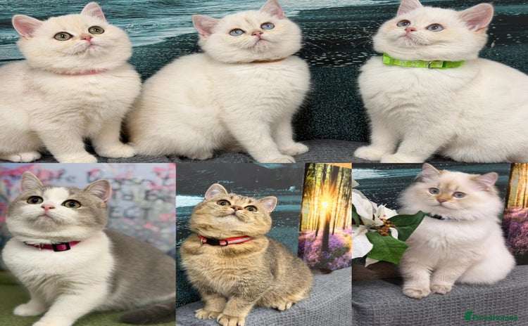 British Shorthair cats - Advert 2
