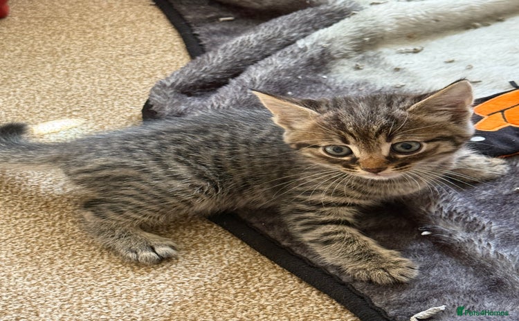 Domestic Shorthair cats - Advert 1