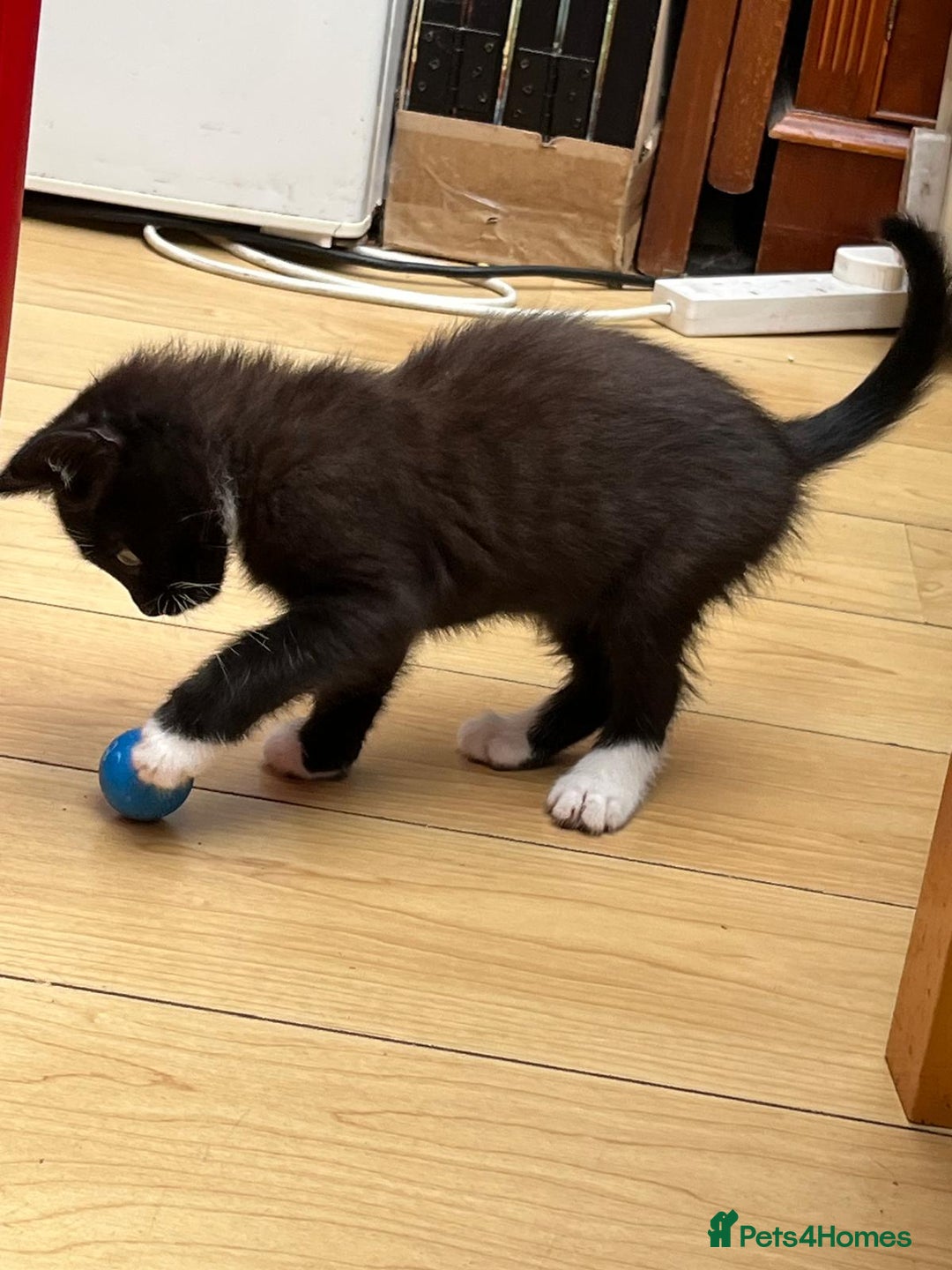 Mixed Breed cats for sale: Tuxy & Stripy - two gorgeous boys for sale - Image 6