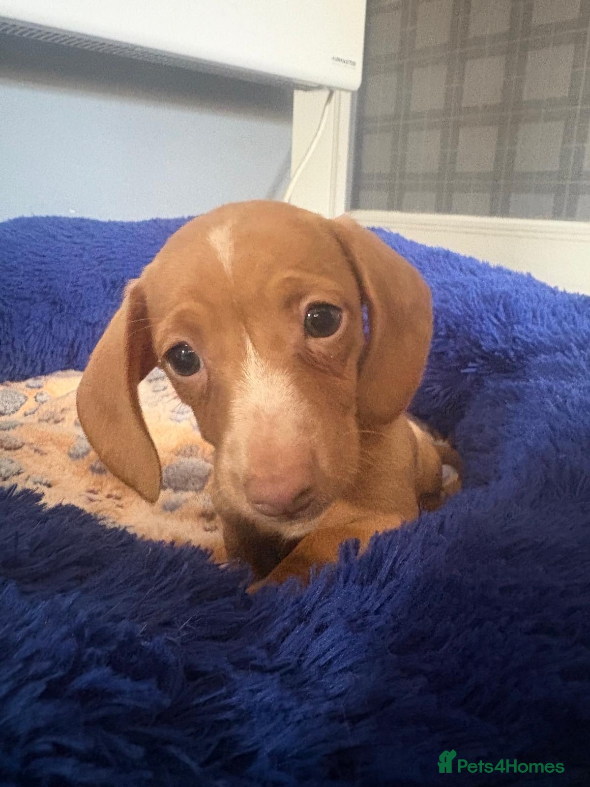 Miniature Dachshund dogs MINIATURE DACHSHUND *LAST ONE LEFT * - Advert 1