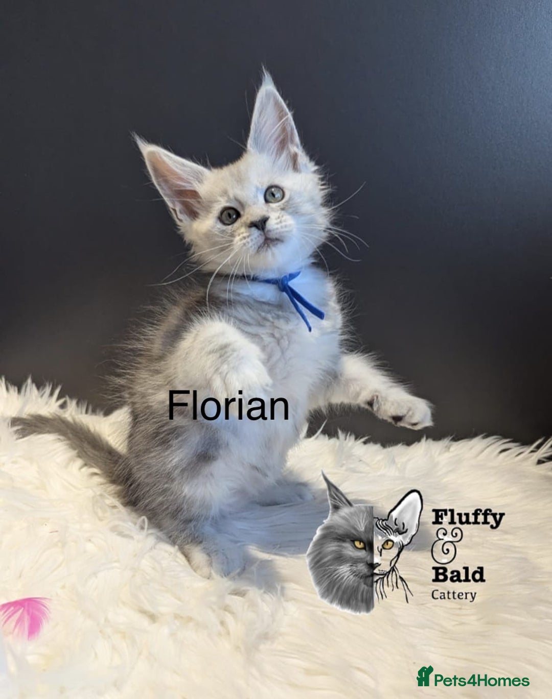 Maine Coon cats for sale: Beautiful silver tabby babies  - Image 6