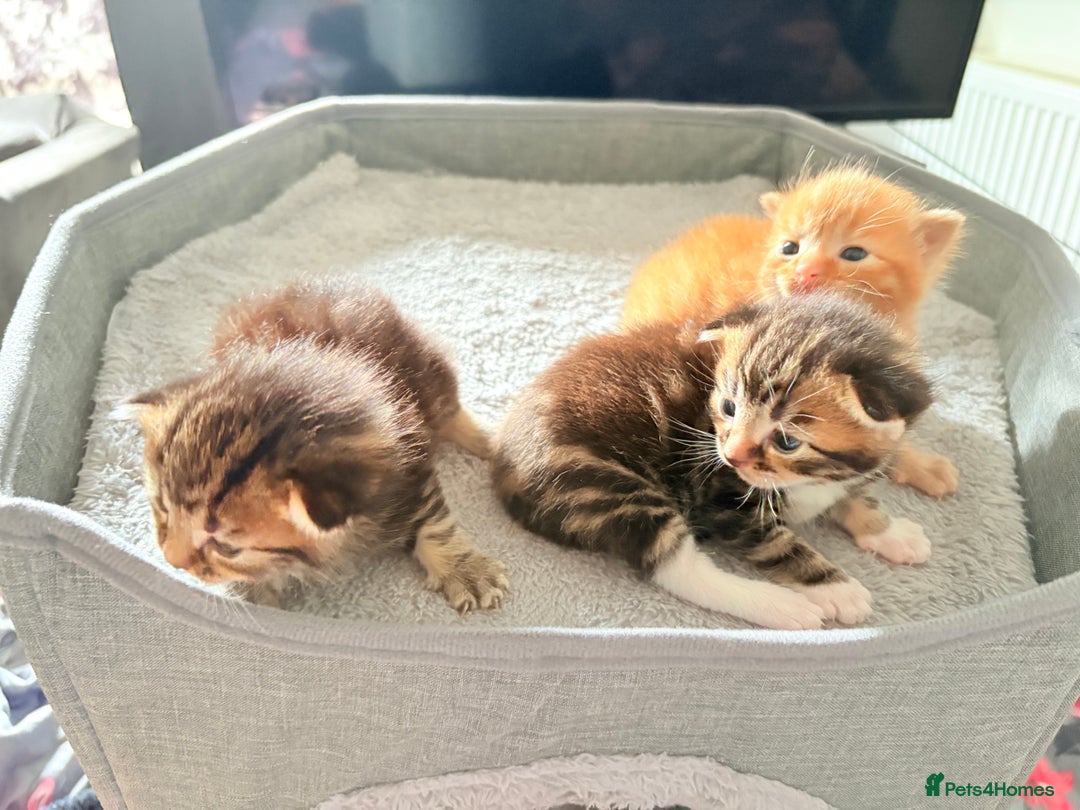 American Shorthair cats for sale: Tabby Twins & Gingee - Image 8