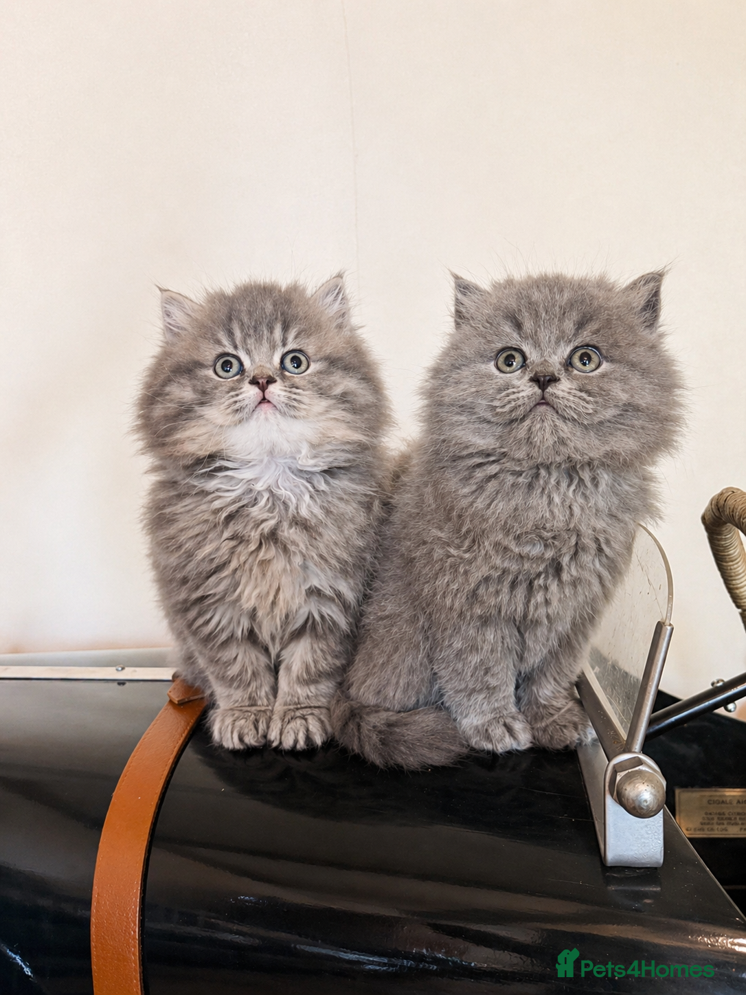 British Longhair cats 1 Lilac boy left! Ready now ❤️ - Advert 3