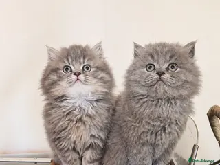 British Longhair cats 1 Lilac boy left! Ready now ❤️ - Advert 2