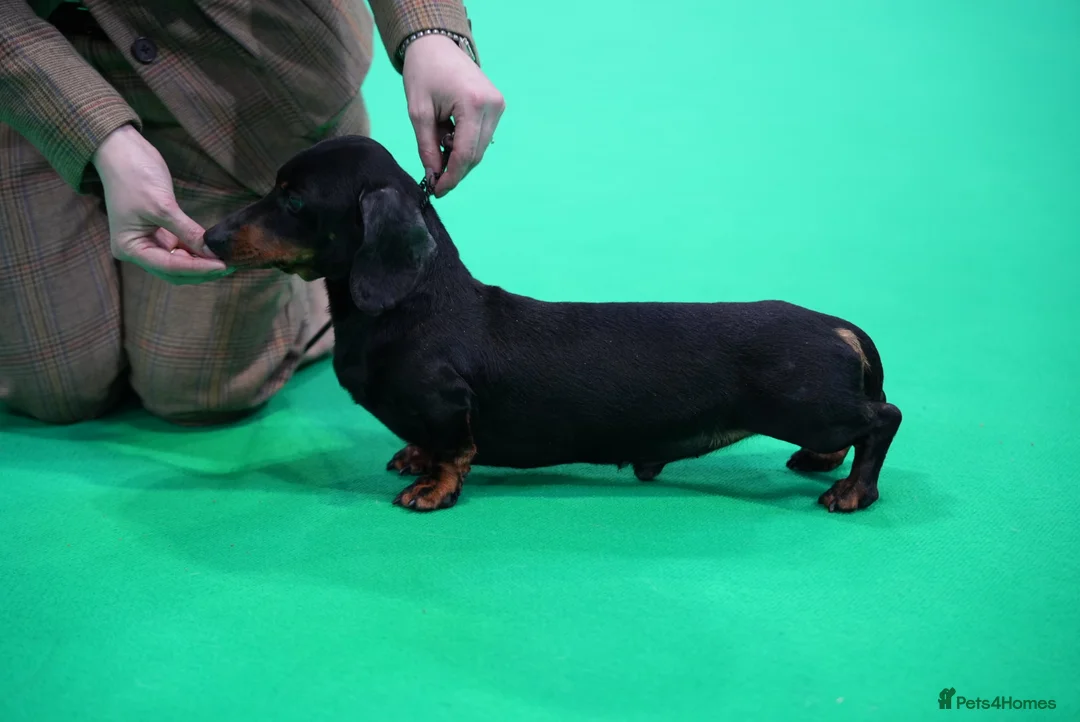 Miniature Dachshund dogs for sale: BVA eye tested IVDD screeened 3.5yr old boy  - Advert 1