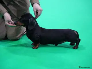 Miniature Dachshund dogs BVA eye tested IVDD screeened 3.5yr old boy - Advert 1