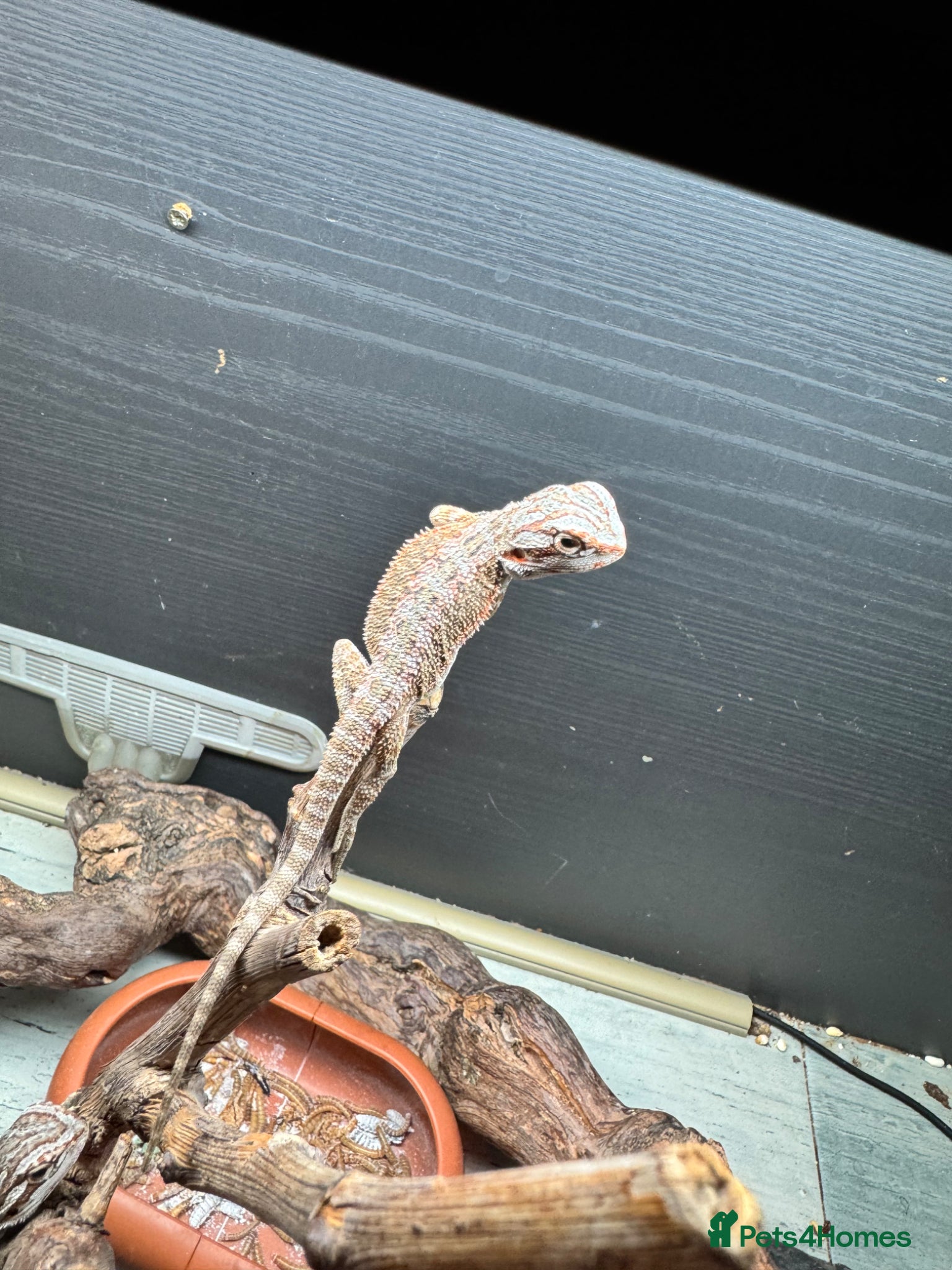 Bearded Dragon reptiles Baby&adult bearded dragons- possible a full setup  - Advert 2