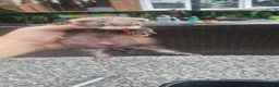 Ferret rodents for sale: Ferret kits  in Bishop Auckland - Advert 2