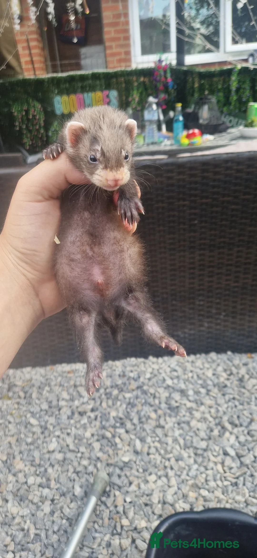 Ferret rodents for sale: Ferret kits  in Bishop Auckland - Advert 2