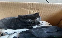 Mixed Breed cats for sale: Mixed breed kittens  - Image 6