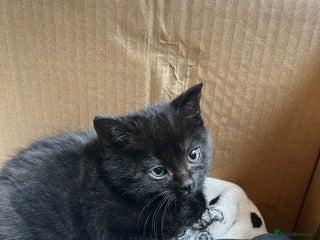 Mixed Breed cats - Advert 18