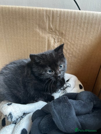 Mixed Breed cats - Advert 4