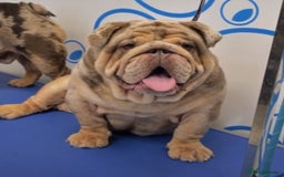 English Bulldog dogs for sale: ***EPIC BULLYZ PUPPIES*** - Image 7