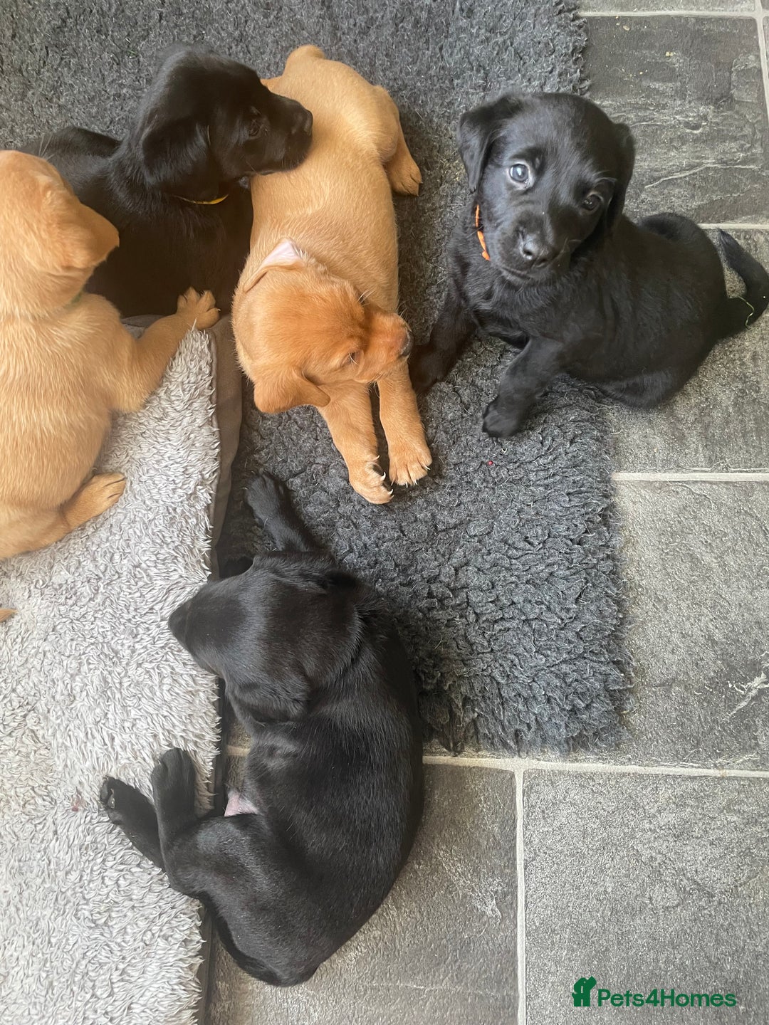 Labrador Retriever dogs for sale: Black and Fox Red KC Health Tested Puppies - Advert 12