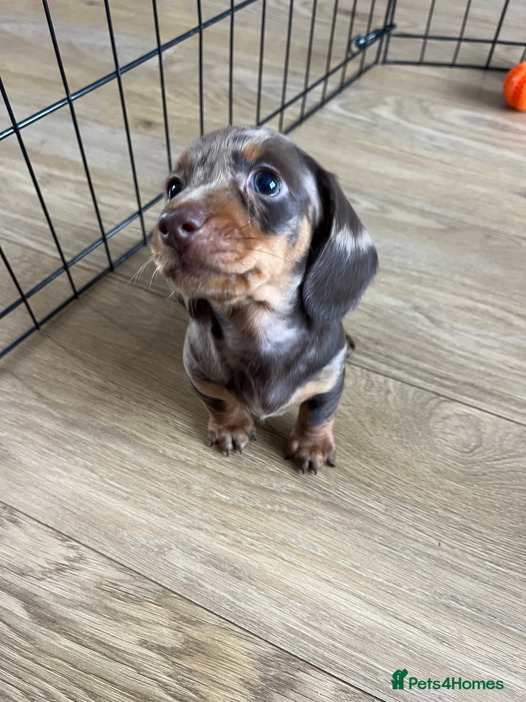 Miniature Dachshund dogs for stud: 🔥For stud proven miniature dachshund🔥   in Windsor - Image 31