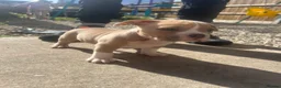 American Bully dogs for sale: American pocket bully’s  - Advert 17