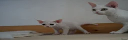 Devon Rex cats for sale: ❤️ Pure Line Devon Rex Kittens Available ❤️ - Advert 30