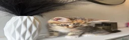 Mixed Breed cats for sale: Cute mixed breed kitten  in London - Advert 5