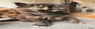 Tortie long haired girl