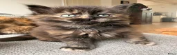 British Shorthair cats for sale: Beautiful BSH X Maine coon babies - Advert 18