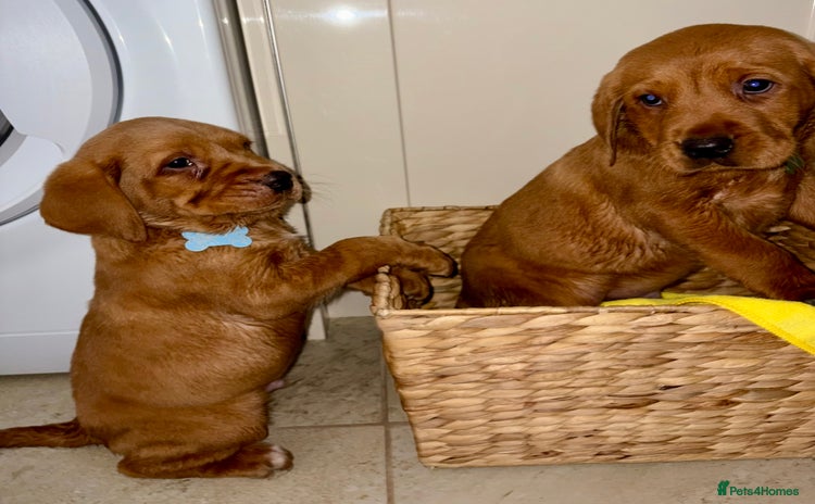 Labrador Retriever dogs - Advert 15