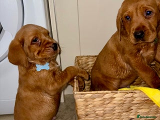 Labrador Retriever dogs - Advert 2