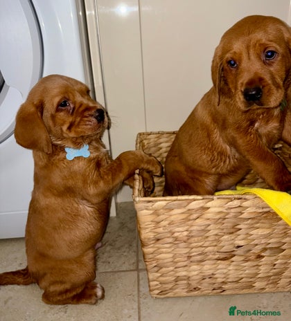 Labrador Retriever dogs - Advert 1