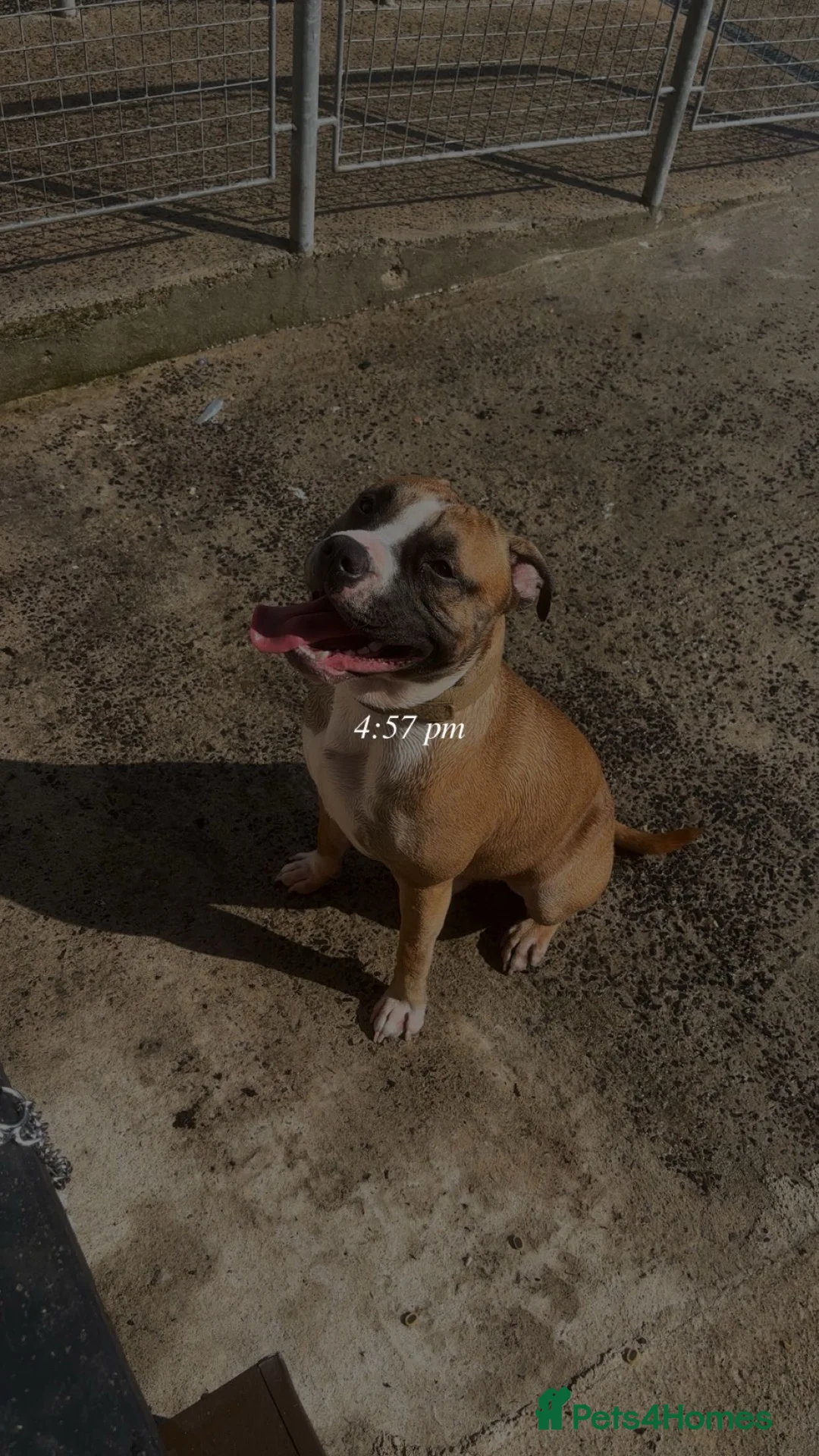 American Bull Staffy dogs for stud: Make up for Stud in Coleraine - Advert 2