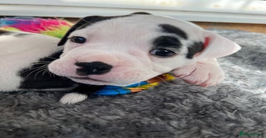 Old Tyme Bulldog dogs - Advert 6