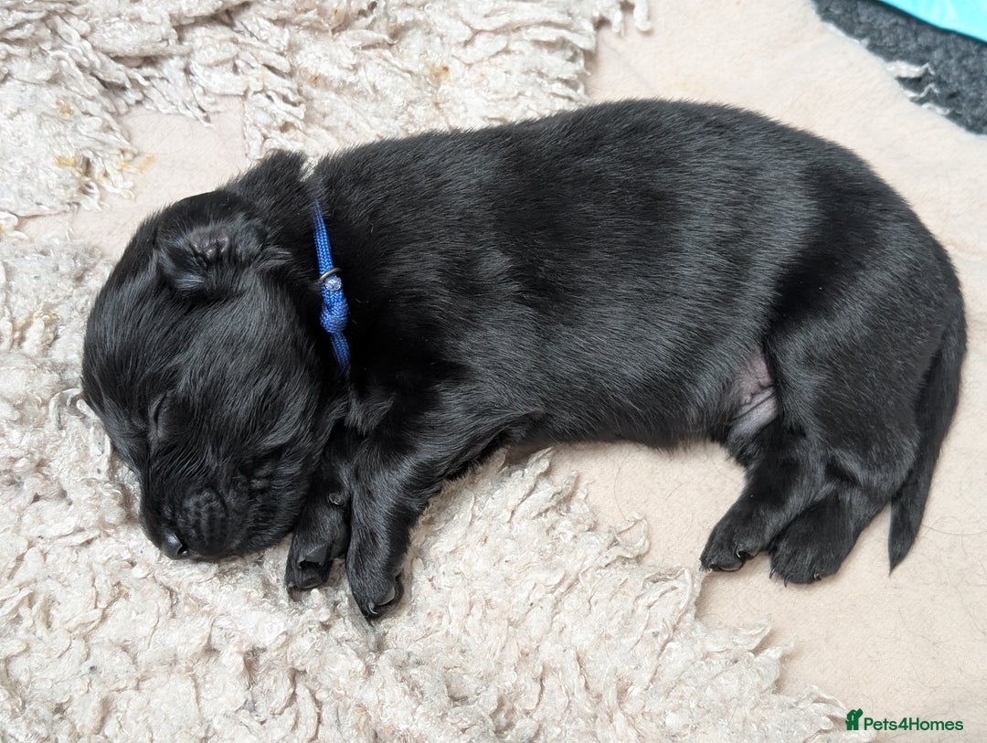Flat coated Retriever dogs for sale: KC Flat Coated Retriever Puppies - Image 19