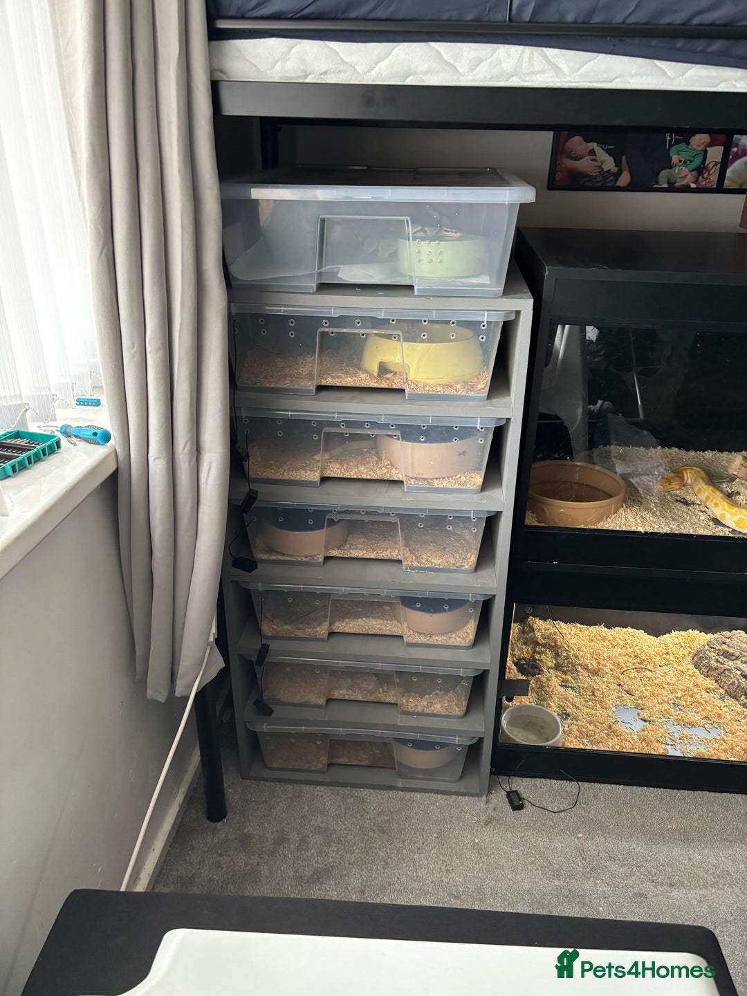 Python Snake reptiles for sale: 7 BALL PYTHONS AND STACK - Image 1