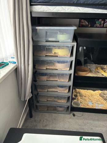 Python Snake reptiles - Advert 2