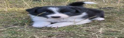 Border Collie dogs for sale: Beautiful border collie pups for sale!  in Abergavenny - Advert 10