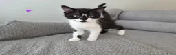 Mixed Breed cats for sale: Two sweet girls looking for their loving home in Grays - Advert 4