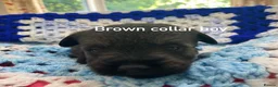 Schnoodle dogs for sale: F1 Toy Schnoodles  - Advert 16