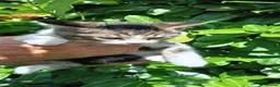 Domestic Shorthair cats for sale: Domestic shorthair ready now - Advert 12