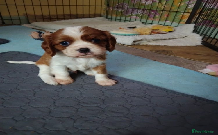Cavalier King Charles Spaniel dogs for sale - Advert 1